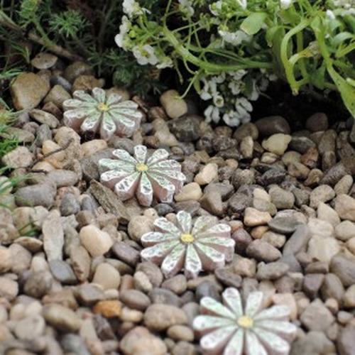 Daisy Stepping Stones